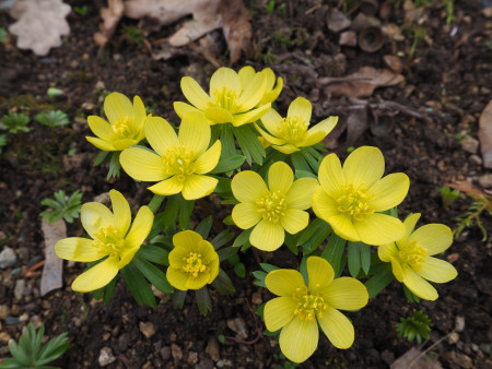 Eranthis ´Zitronenfalter´